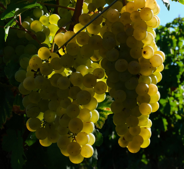vignoble à Tracy-sur-Loire près de Pouilly-sur-Loire dans la Nièvre 58