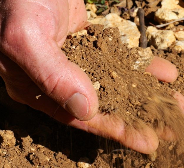 vignoble aoc à Tracy-sur-Loire près de Pouilly-sur-Loire dans la Nièvre 58